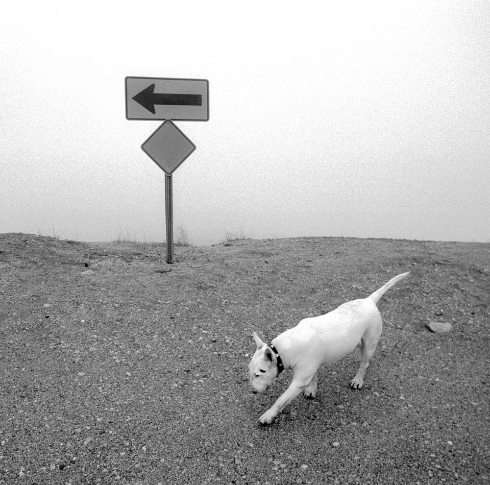 Richard Whittaker, Bodog Points